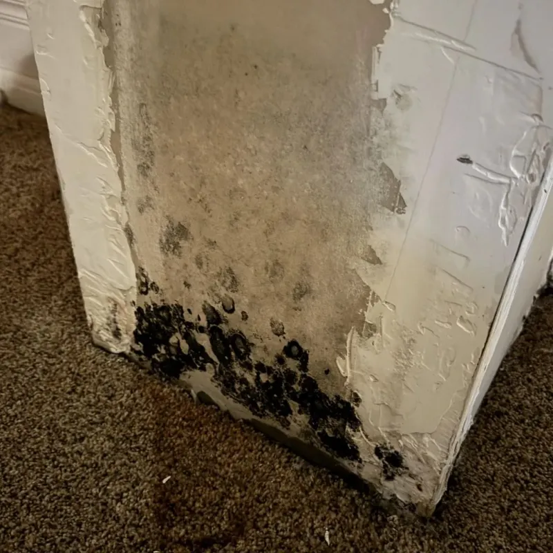 Professional Mold Removal in Shepherdsville, KY
